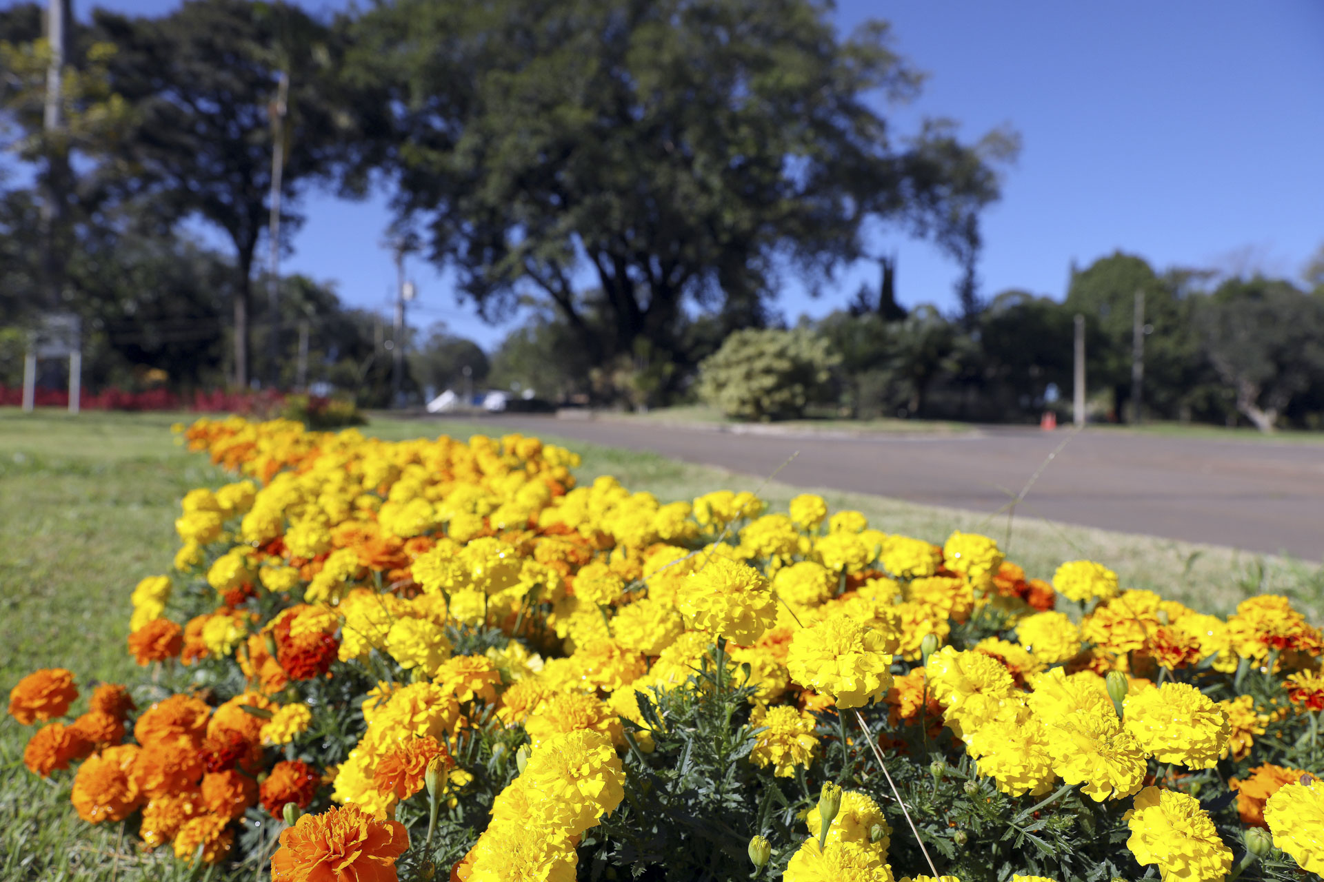 O curso abrange tópicos como preparo do solo, plantio, irrigação e manutenção de jardins