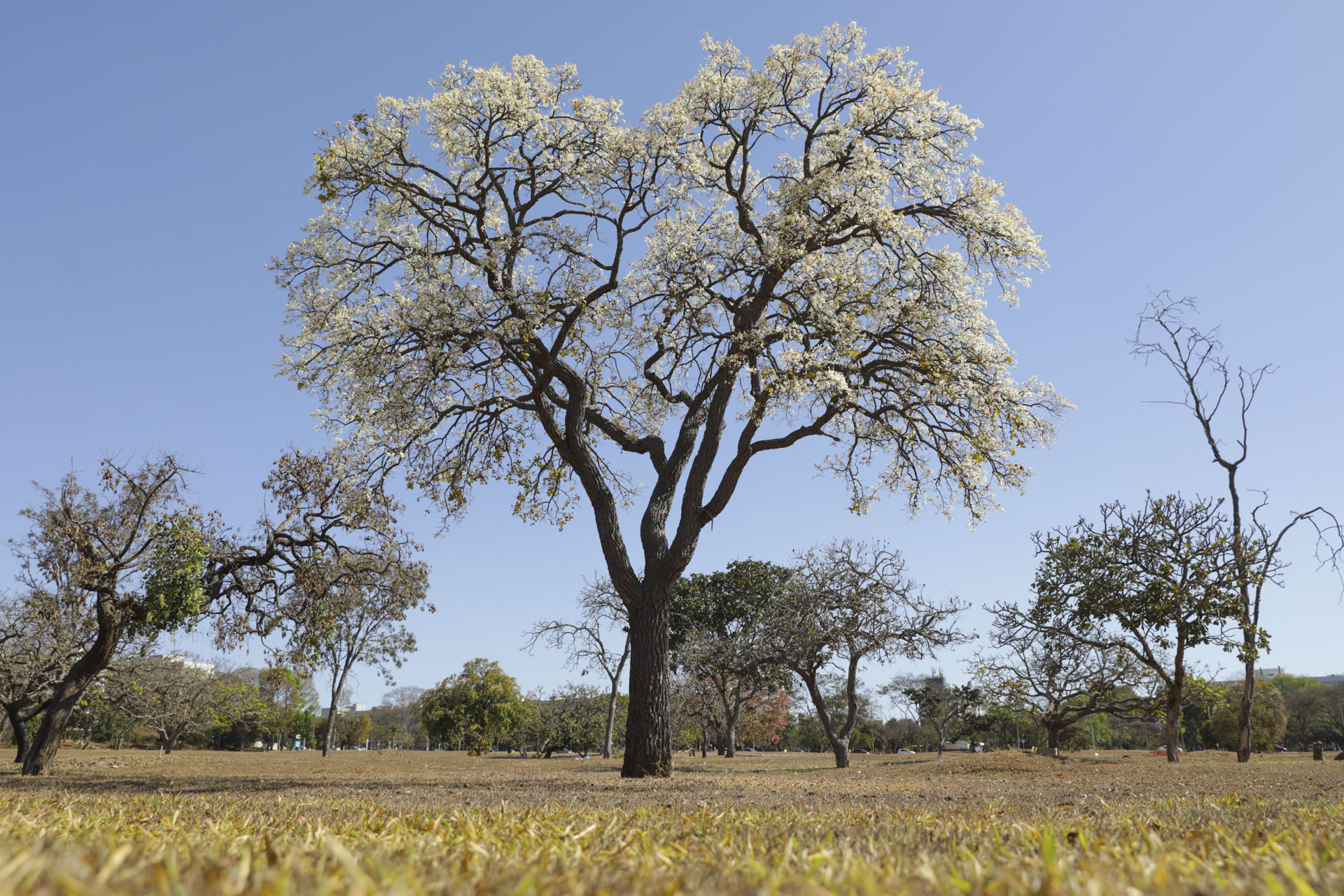 O fruto da cagaiteira, pequeno, amarelo e redondo, é muito usado na culinária, na produção de geleias, sucos e picolés, além de ser um aliado na luta contra a diabetes | Fotos: Geovana Albuquerque/Agência Brasília