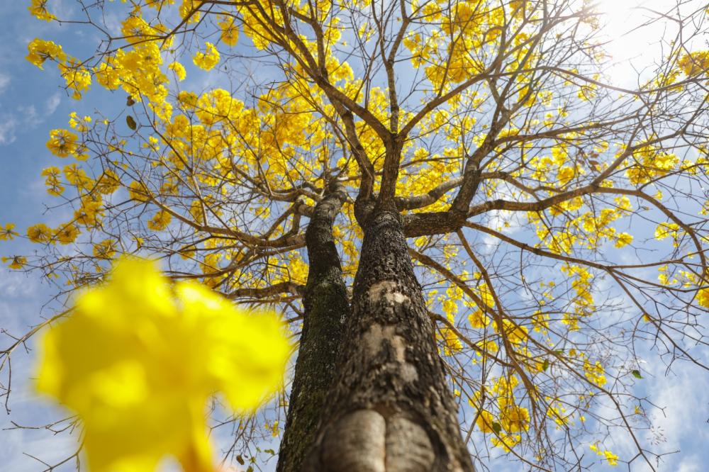 Ipês-amarelos florescem entre julho e setembro; aplicativo Ipês App mapeia árvores floridas por tipo e estágio de floração