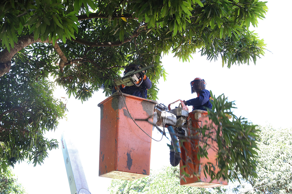 Cortes são feitos especificamente para evitar os riscos da conexão indevida de galhos com a rede elétrica | Fotos: Matheus H. Souza/Agência Brasília
