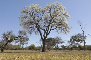 O fruto da cagaiteira, pequeno, amarelo e redondo, é muito usado na culinária, na produção de geleias, sucos e picolés, além de ser um aliado na luta contra a diabetes | Fotos: Geovana Albuquerque/Agência Brasília