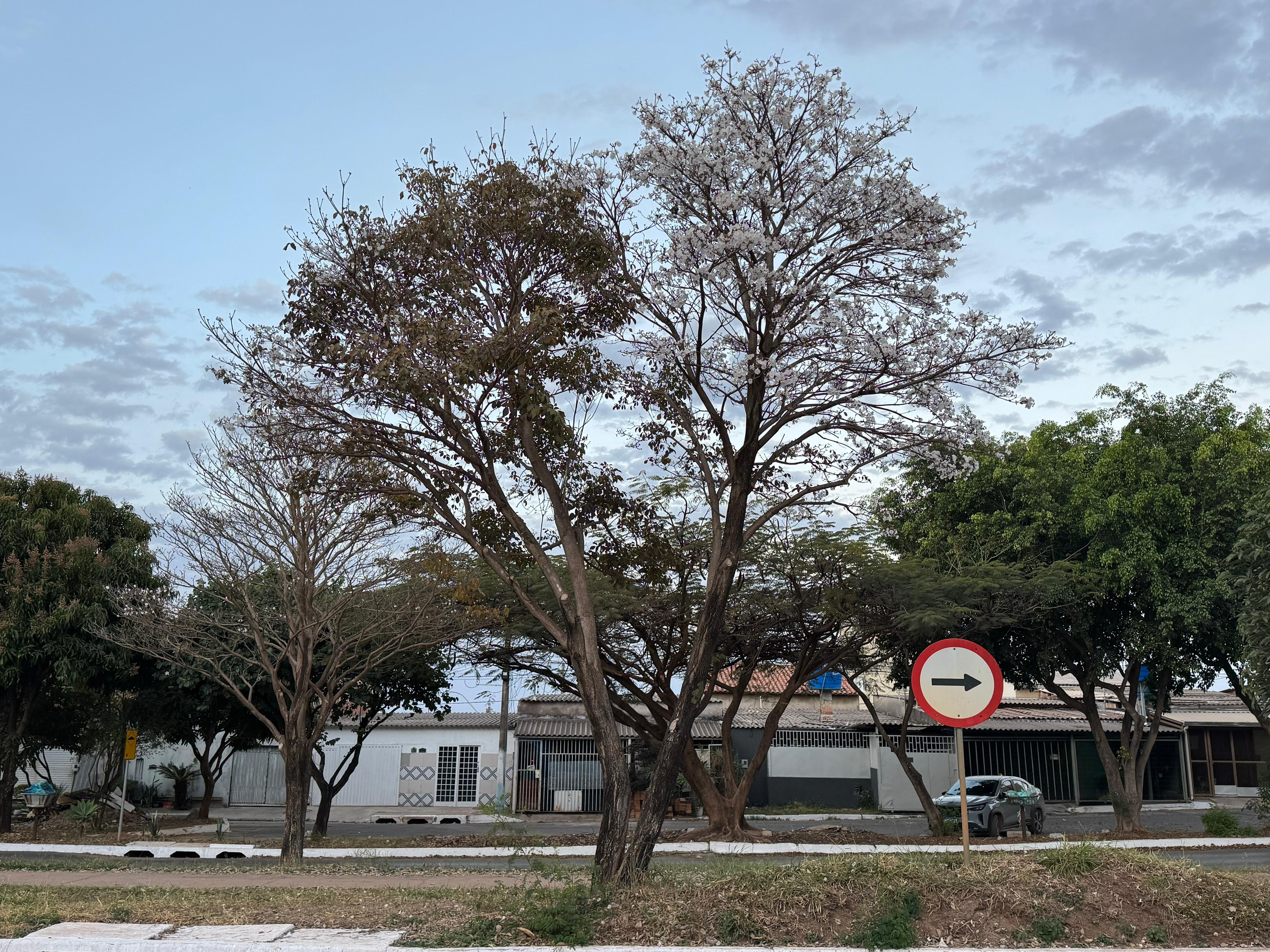 Um ipê-branco floresceu antes da hora na Quadra 305 do Pró-DF, em São Sebastião | Fotos: Adriano Teixeira/Novacap