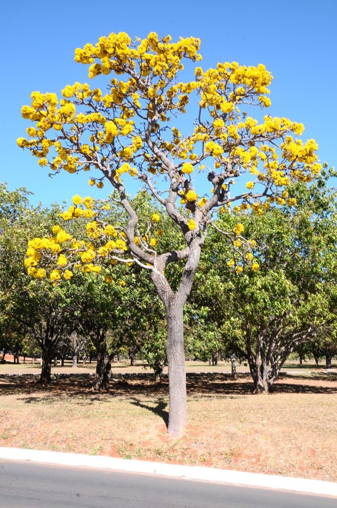 ipe-amarelo-1