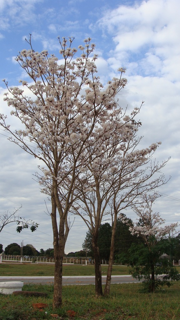 ipe-branco-2