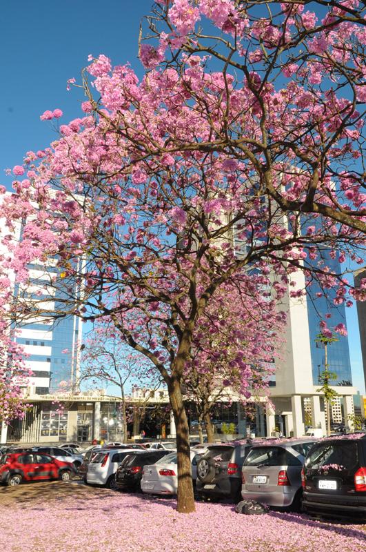 ipe-rosa